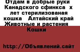 Отдам в добрые руки  Канадского сфинкса 2х лет стерилизованая кошка - Алтайский край Животные и растения » Кошки   